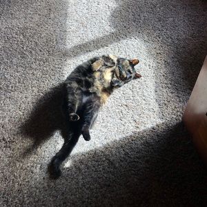 Meet your Posher, Remy